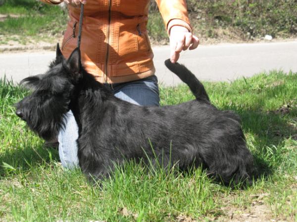 Arrow Magic Raduzhny Stil | Scottish Terrier 