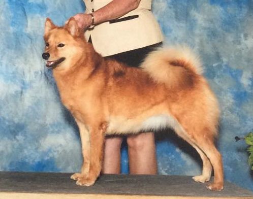 Ajuaq N' Snofire Rockz Windz of Fire | Finnish Spitz 