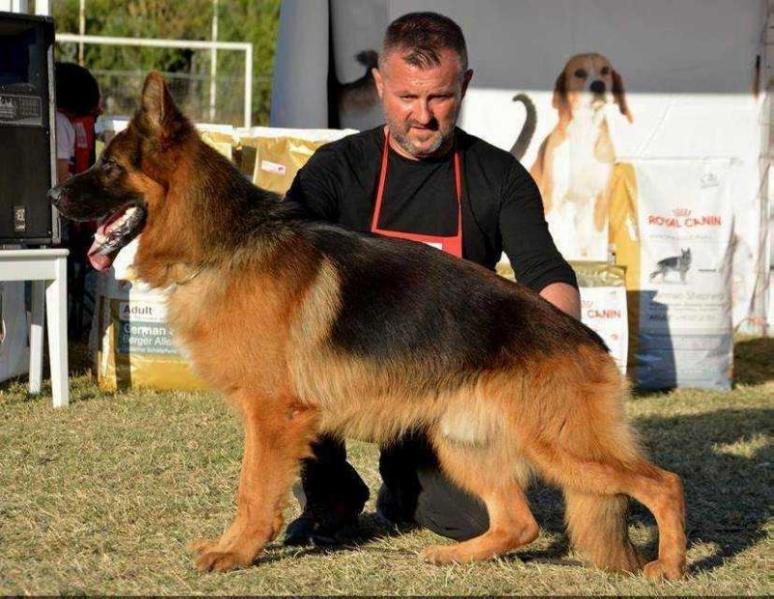 Marius von Regina Pacis | German Shepherd Dog 