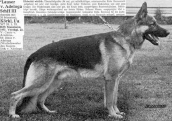 Lauser von Adeloga | German Shepherd Dog 