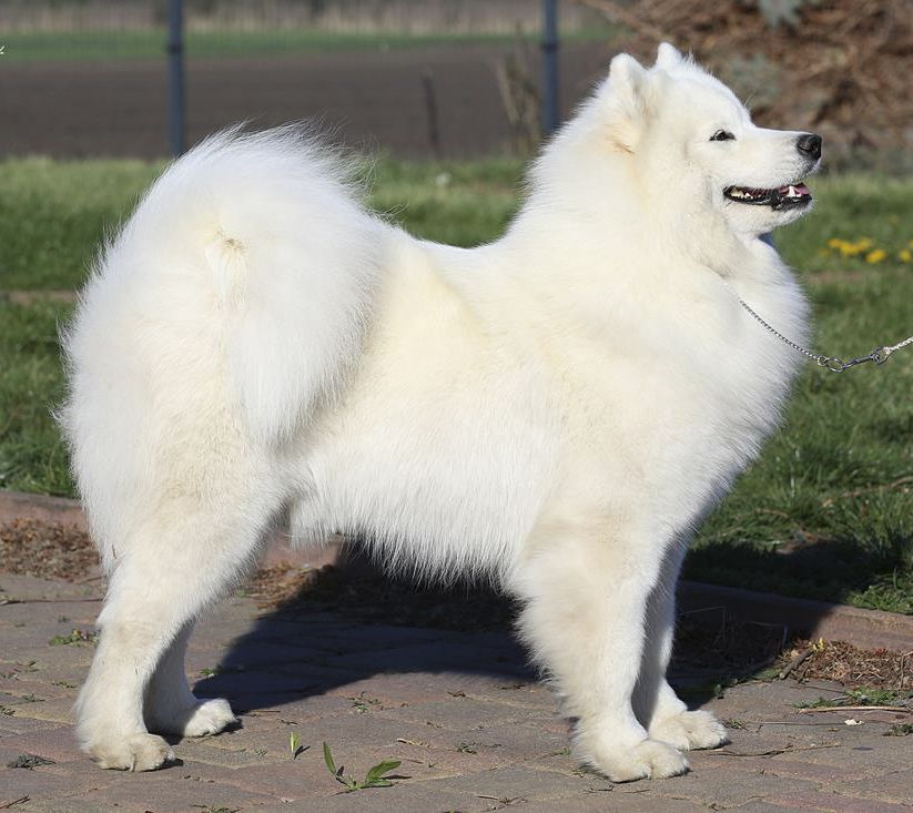 Whitewishfully DUTCH RAISING REYA | Samoyed 