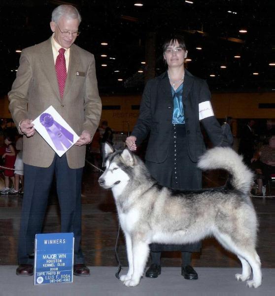 LEGACY'S ZUNI OF STORM KLOUD | Alaskan Malamute 
