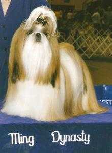 MING DYNASTY'S GUCCI | Shih Tzu 