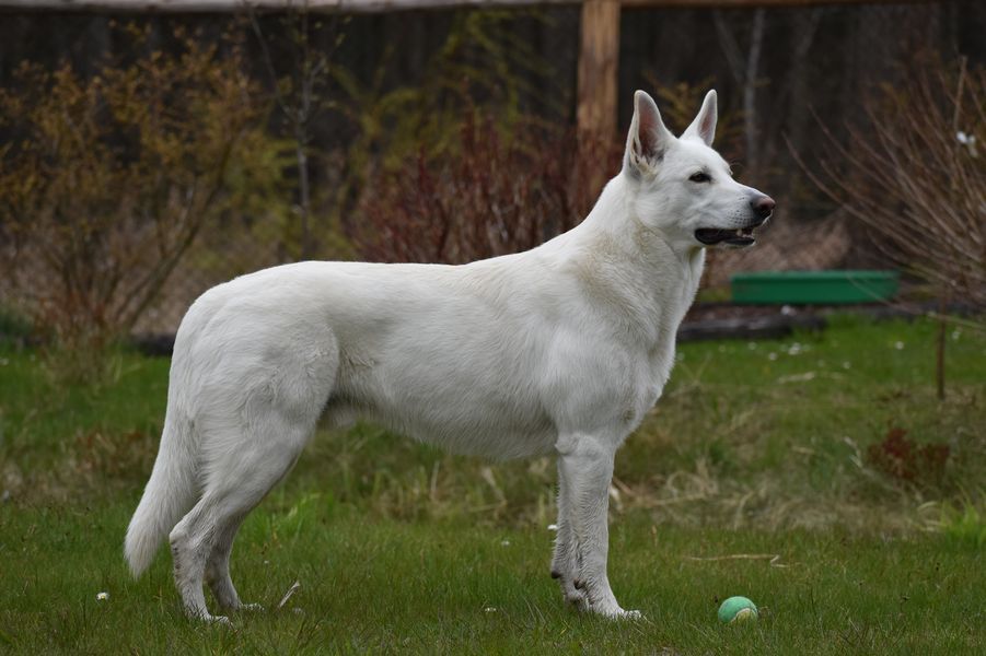 ARAGORN Biale Wzgórza | White Swiss Shepherd Dog 