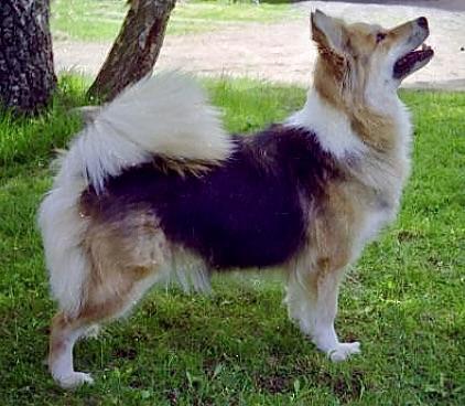 Ullälvas Tinna | Icelandic Sheepdog 