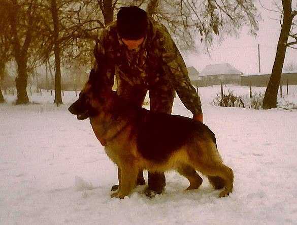 Artemida (Long) | German Shepherd Dog 