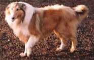 Samsons Blazing Shadow | Rough Collie 