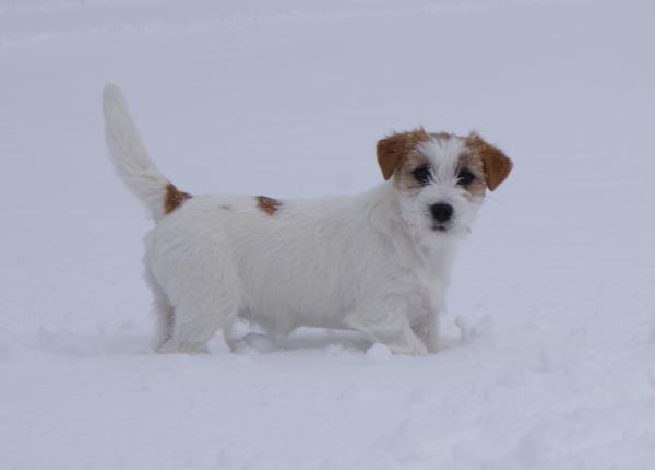 Denny-Daylight Comes Victory Garden | Jack Russell Terrier 