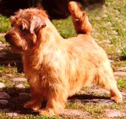 Allright Magic Tarragon | Norfolk Terrier 