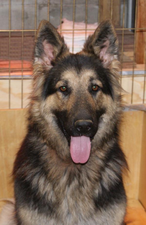 Nadia Nash vom Kiesthaus | German Shepherd Dog 