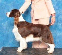 Shore Lady Liberty | English Springer Spaniel 