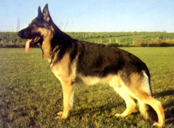 Arak von der Holledau | German Shepherd Dog 