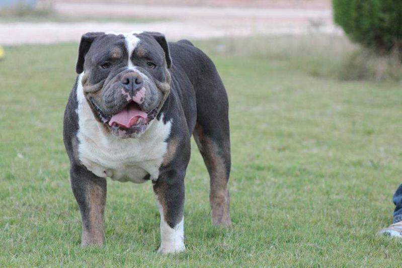 Beast Modes' Terrance | Olde English Bulldogge 