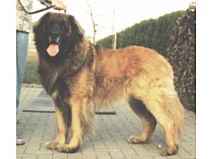 Chino v. Welland | Leonberger 