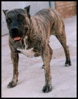Brisa de perro real | Perro de Presa Canario 