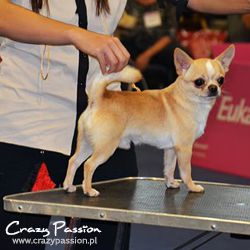 Mr.Magoo crazy passion | Chihuahua 