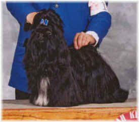 Ista's Basic Black | Shih Tzu 