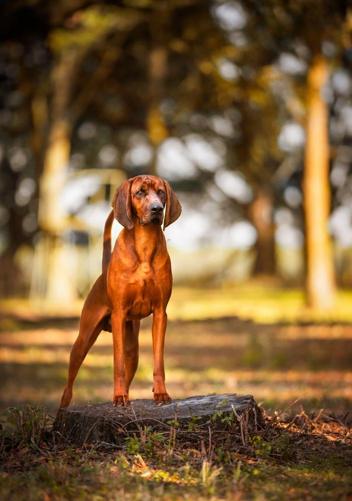 3Colors Red Is The New Black | Redbone Coonhound 