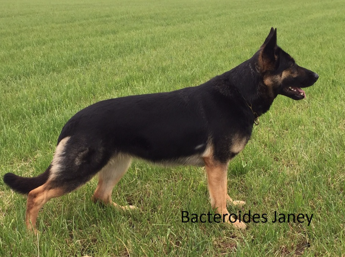 Bacteroides Janey | German Shepherd Dog 