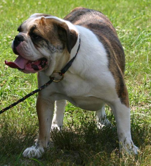 JBO's Rosa Bella | Olde English Bulldogge 