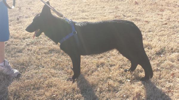 Shadow Bear XIX | German Shepherd Dog 