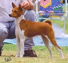 Baagna Quay Siren | Basenji 