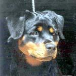 Laramie Furst Zum Ritter | Rottweiler 