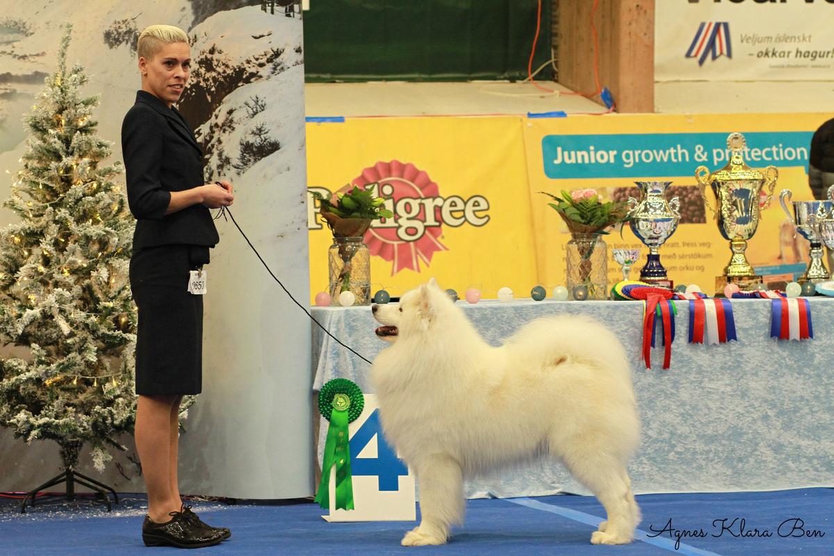 Let me steal your heart de sanna gourska | Samoyed 