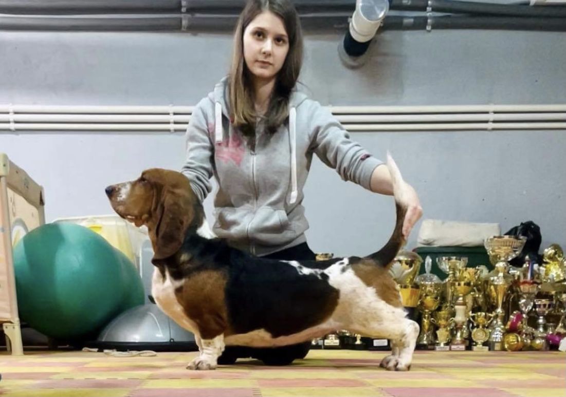 Duchess Bohemia Horrido | Basset Hound 