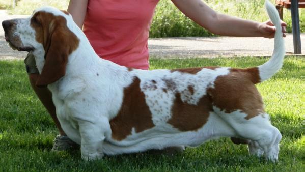 Alfie de la Vega del Genil | Basset Hound 