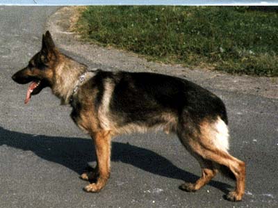 Half vom Busecker Schloß | German Shepherd Dog 