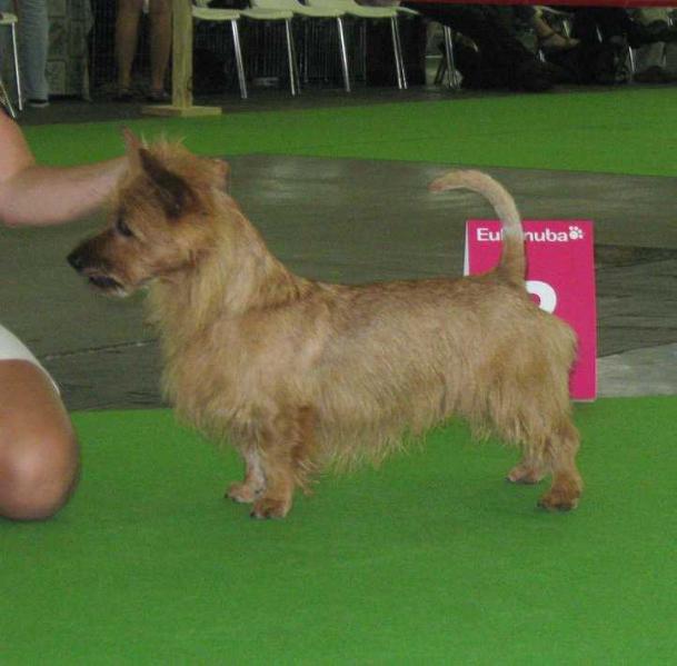 MELUKYLAN SARJAHURMAAJA | Australian Terrier 