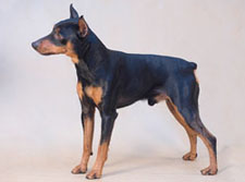 Lazurniy Sapfir | Miniature Pinscher 