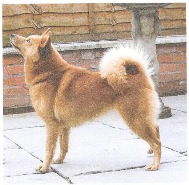 SISU EASTER BEAUTY of Sukunimi | Finnish Spitz 