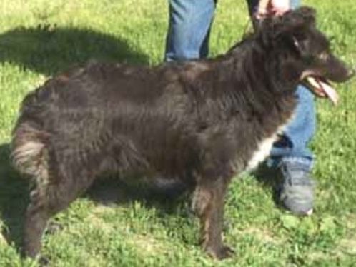 Fairoaks Quanto | Australian Shepherd 