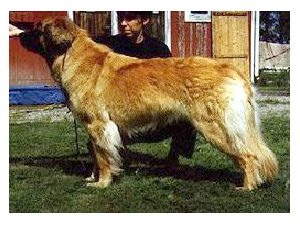 Stjarnbackas Benedicta | Leonberger 