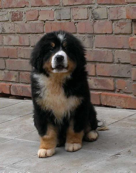 Batteau Starzhy | Bernese Mountain Dog 