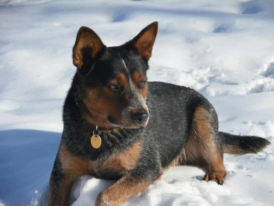 Shrum's Huck-L-Bee | Australian Cattle Dog 