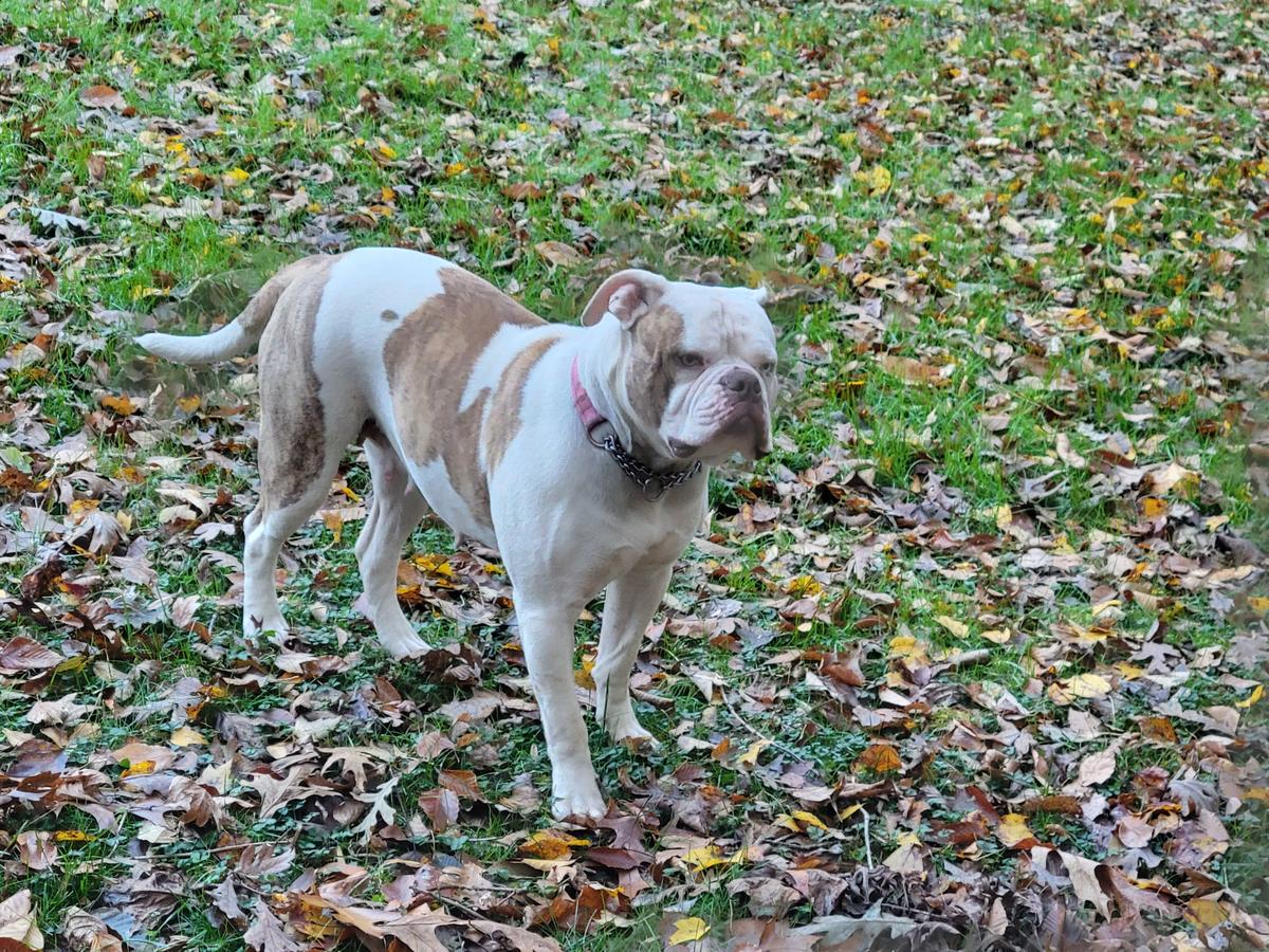 The Nova Bull's Rogue One | American Bulldog 