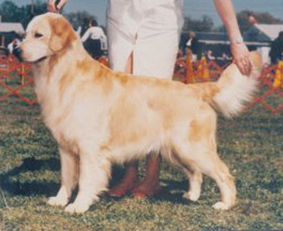 Mardovar's Go Furr Broke | Golden Retriever 