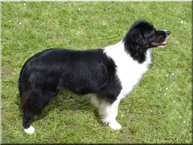 Trucharm Amazing Grace | Border Collie 