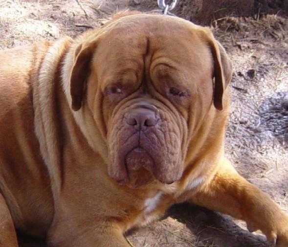 Axel de burdeos casilda | Dogue de Bordeaux 