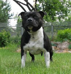 Heiter Krieger Beefeater | Staffordshire Bull Terrier 