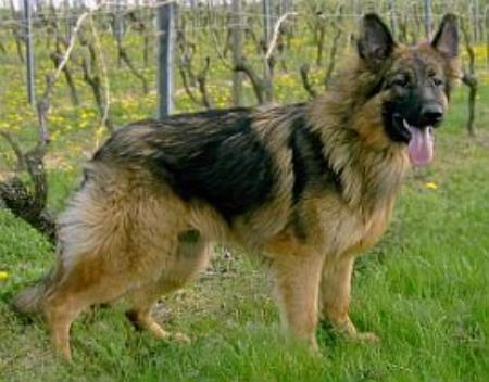 Romy von der Martinskapelle | German Shepherd Dog 