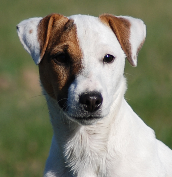 Galway of Lovealoch | Parson Russell Terrier 