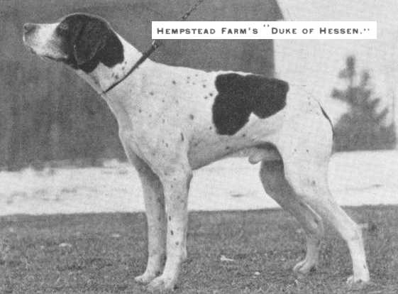 Duke of Hessen | Pointer 