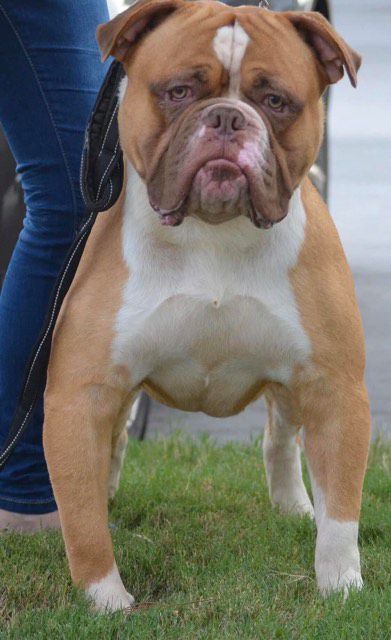 Taylor Made's Ace of BB | Olde English Bulldogge 