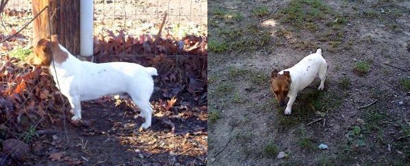 CCK's Hikaru Gennji @ TDK | Rat Terrier 