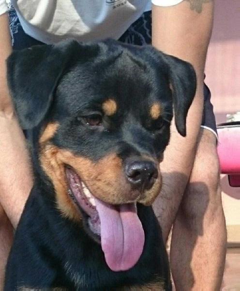 ANKA OD DRAGICEVICA | Rottweiler 