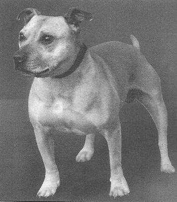 Boy Dan | Staffordshire Bull Terrier 